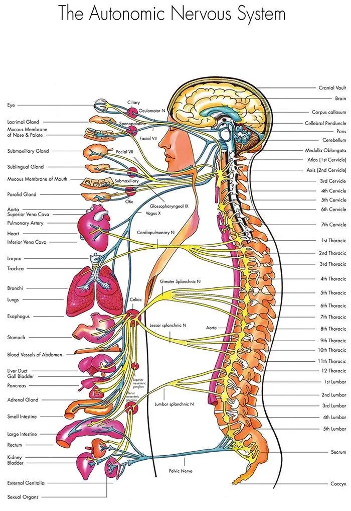 Autonomic nervous system illustration
