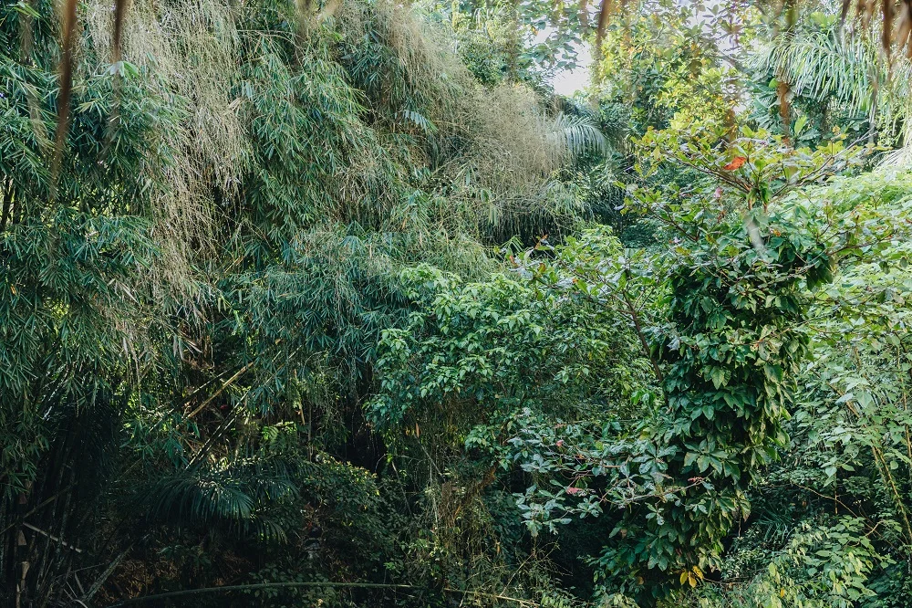 yoga classes in bali